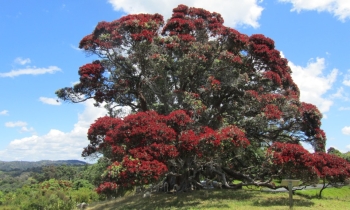 pohutakawa-tree-sullivans-bay.jpg Pohutakawa Tree Auckland Day Tours