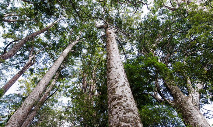 Matakana And Beyond Tour From Auckland