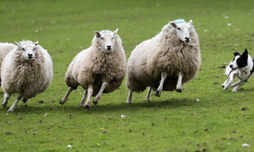 Tui Tours Sheepworld NZ