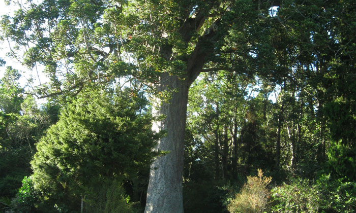 Matakana And Beyond Tour Auckland