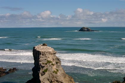 Muriwai Gannet Colony